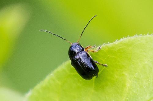 Cryptocephalus sp.