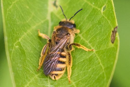 Réf. 358 392 : Halictus scabiosae