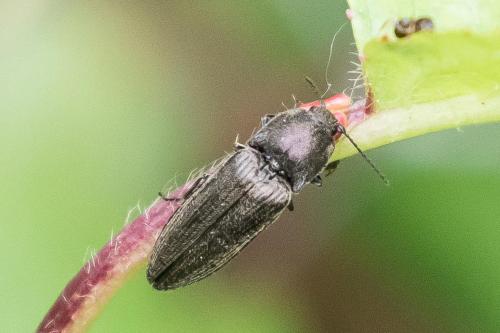 Réf. 358 494 : Cidnopus pilosus