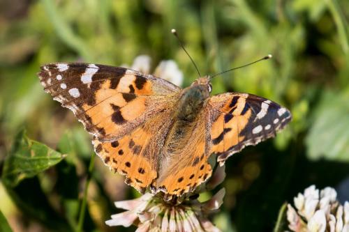 Réf. 358 822 : Vanessa cardui