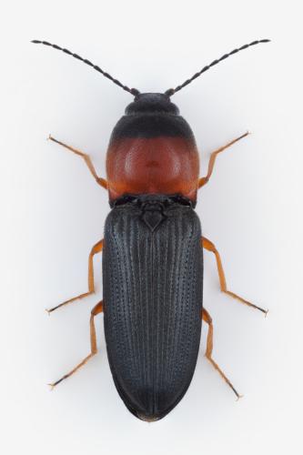 Cardiophorus anticus