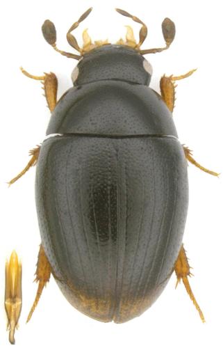 Réf. 358 568 : Cercyon pygmaeus