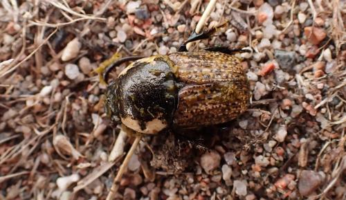 Cheironitis eumenes