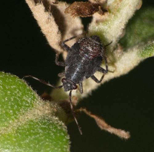 Réf. 358 548 : Deraeocoris sp.