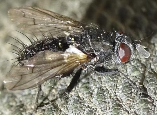 Réf. 358 655 : Periscepsia spathulata