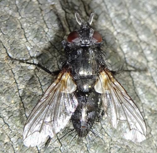 Réf. 358 653 : Periscepsia spathulata