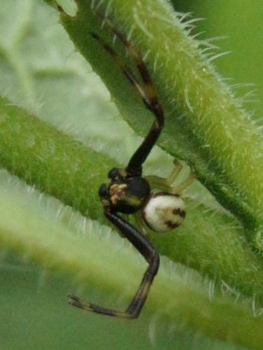 Misumena vatia