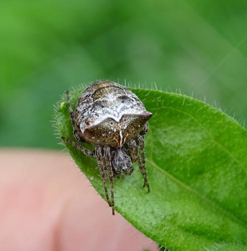 Réf. 358 516 : Gibbaranea bituberculata