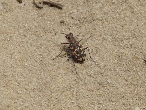 Lophyra flexuosa