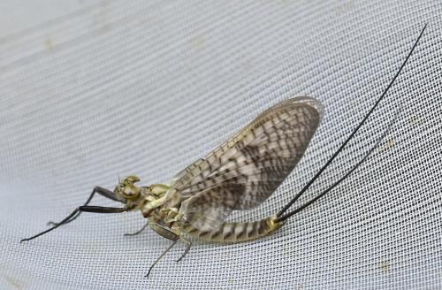 Ecdyonurus insignis