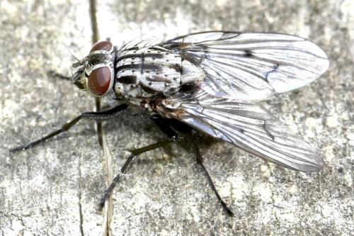 Phaonia trimaculata