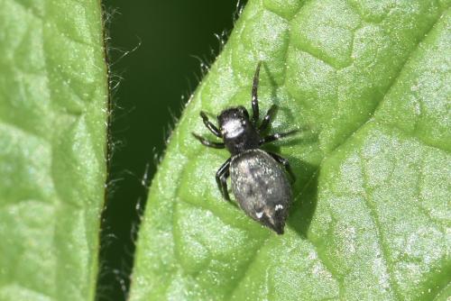Réf. 358 508 : Heliophanus aeneus