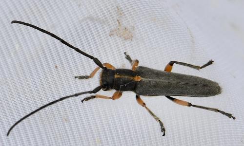 Phytoecia icterica