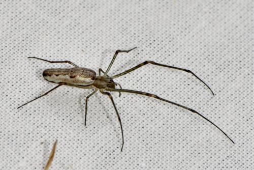 Réf. 358 200 : Tetragnatha sp.