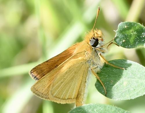 Thymelicus acteon