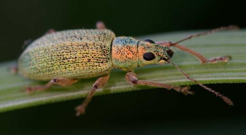 Réf. 358 663 : Polydrusus xanthopus