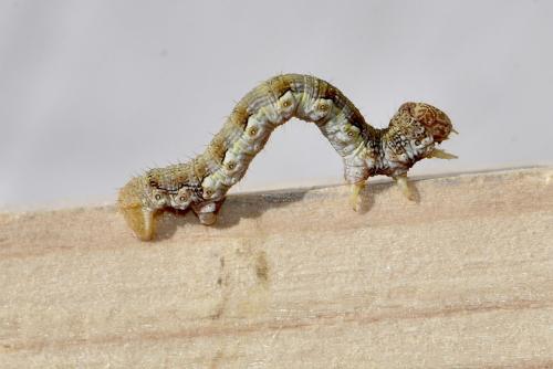 Réf. 358 670 : Erannis defoliaria