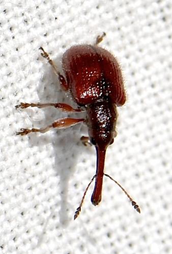 Tatianaerhynchites aequatus