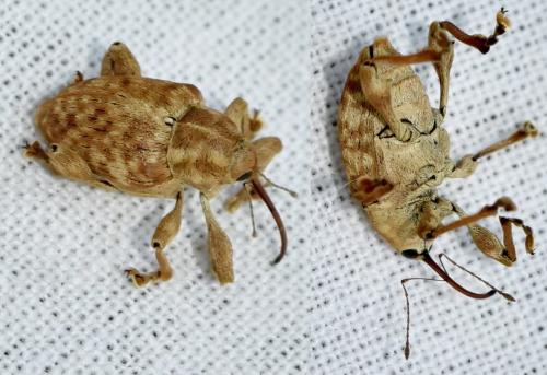 Réf. 358 076 : Curculio sp.