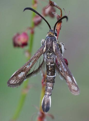 Pyropteron meriaeformis