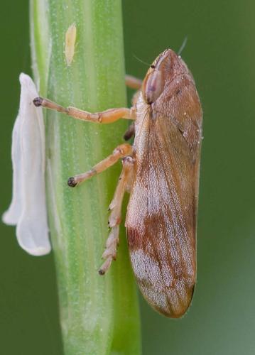 Neophilaenus campestris
