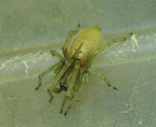 Réf. 358 740 : Cheiracanthium sp.