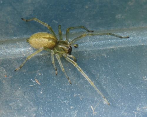 Réf. 358 738 : Cheiracanthium sp.