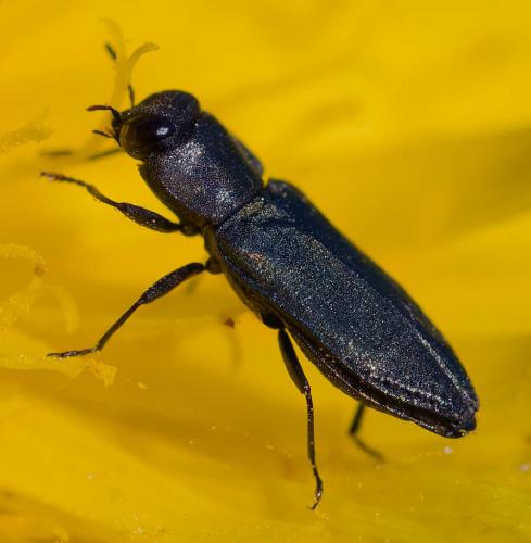 Réf. 358 860 : Anthaxia sp.