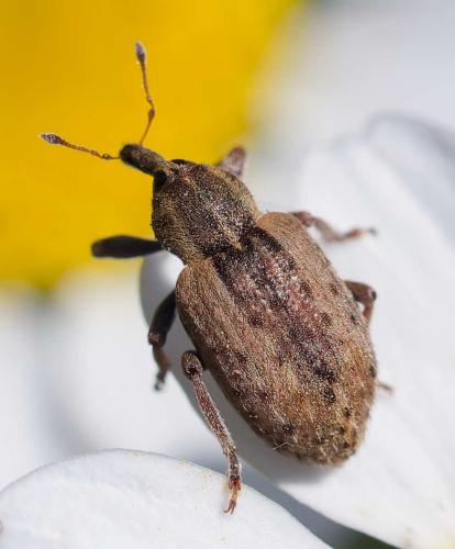 Réf. 358 864 : Hypera sp.