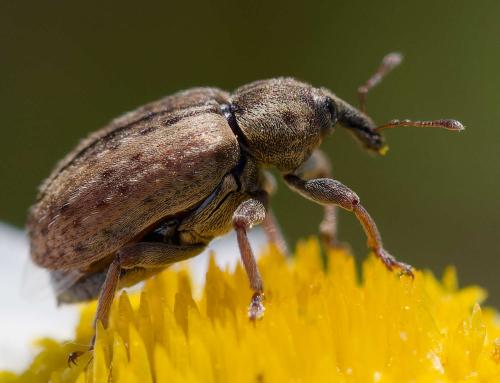 Réf. 358 865 : Hypera sp.
