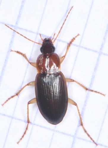 Réf. 358 597 : Calathus cinctus