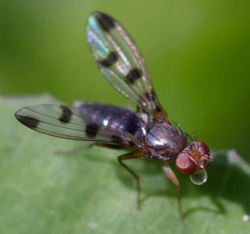 Geomyza tripunctata