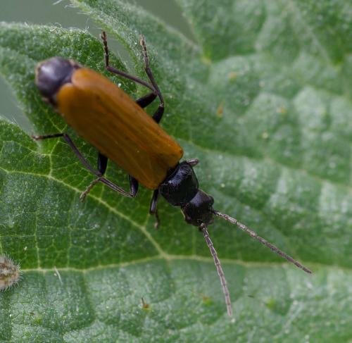 Rhagonycha sp.