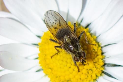 Scathophaga stercoraria