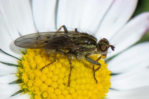 Réf. 358 317 : Scathophaga stercoraria