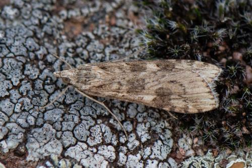 Nomophila noctuella