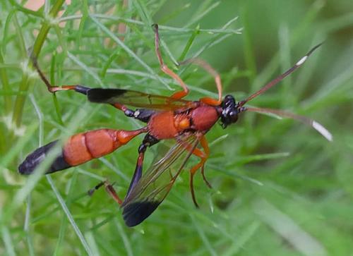 Ctenochares bicolorus