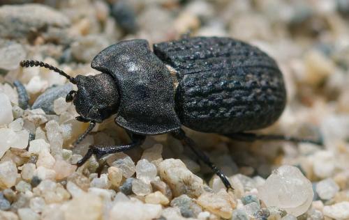 Réf. 358 160 : Opatrum sabulosum