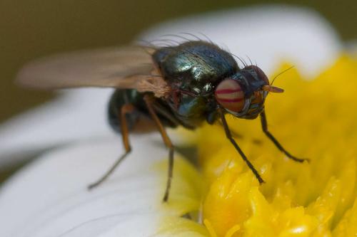 Réf. 358 434 : Calliopum sp.
