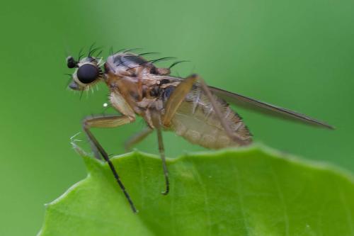 Lonchoptera sp.