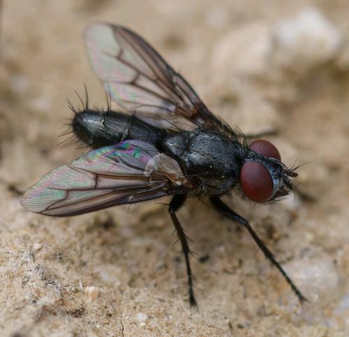 Réf. 358 478 : Nyctia halterata