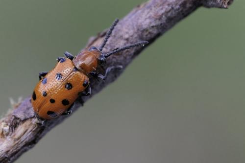 Réf. 358 577 : Crioceris duodecimpunctata