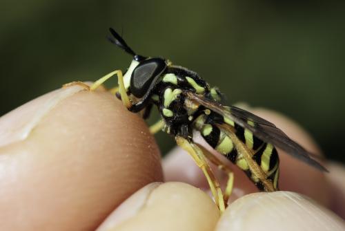 Chrysotoxum elegans