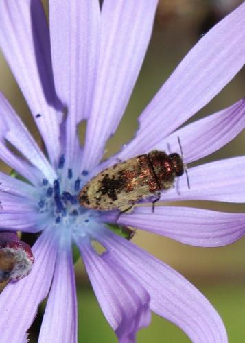 Acmaeodera pilosellae