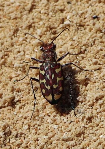 Lophyra flexuosa