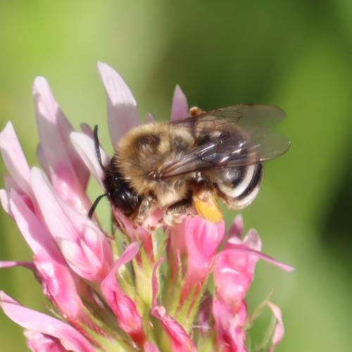 Eucera caspica