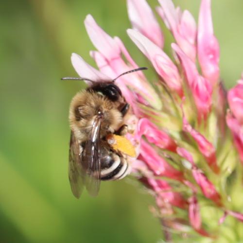 Eucera caspica