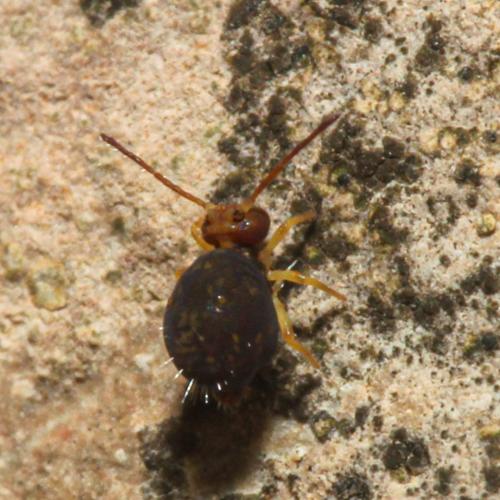 Dicyrtoma fusca