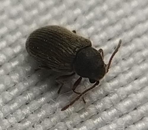 Réf. 358 675 : Anobiinae inconnu