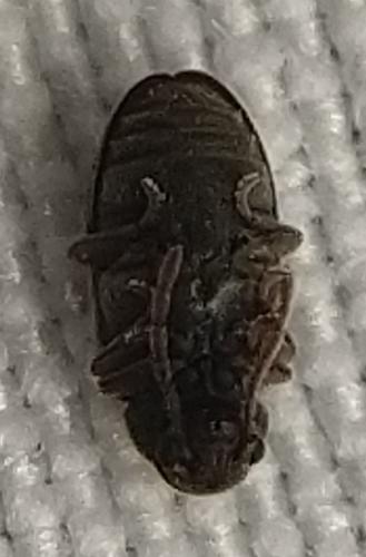 Réf. 358 676 : Anobiinae inconnu